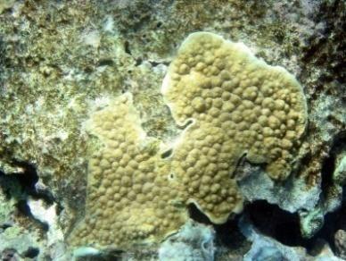 com) Digitate coral (image: www.