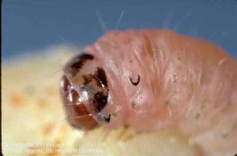 Identification Larvae 1 st instar 1mm long Typically creamy to orange to pale red Pass through 6 instars