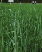 GRASSES Fall Production: Spring oats (fall planted) Winter Production: Cereal rye, triticale, barley Early Spring Growth: Winter oats, ryegrass,