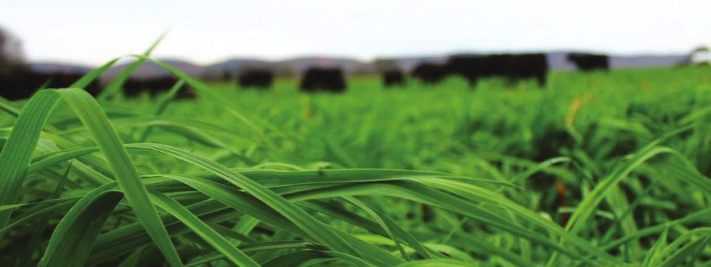 PRODUCT HIGHLIGHTS SPRING OATS Oats are a useful addition to a rotation because they produce a high volume of biomass (2-6 tons of dry matter per acre under good conditions) in a short time (60-75