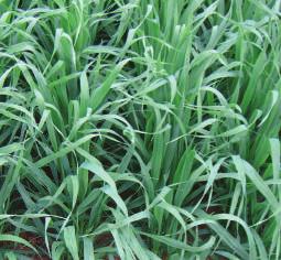 Everleaf - A true spring oat with dark green foliage, an erect growth habit and very good standability.