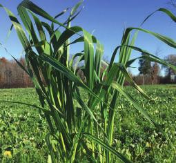 Although it is leafy, it s also a tall and erect plant, averaging more leaves per stem. Reeves - A medium maturity, high yielding oat variety.
