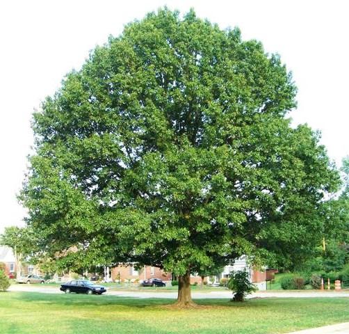 The tree prefers full sun and it is a host plant for butterflies.