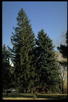 Norway Spruce Potted NORWAY SPRUCE: Pyramidal tree that grows to 75,