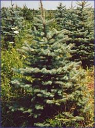 Meyer Spruce Potted MEYER SPRUCE: Pyramidal tree grows 50-75, 20 in 20 years.