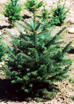 Appears to resist disease and insects better than the Colorado Spruce.