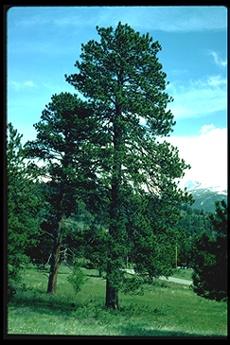 Ponderosa Pine Potted PONDEROSA PINE: Grows rapidly to 80, 30 in