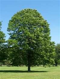 Basswood American Linden American Linden (Basswood): Grows to 75, 30