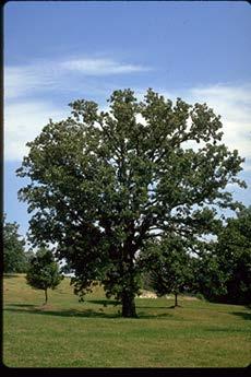Bur Oak *BUR OAK: Grows to 60, 20 in 20 years.