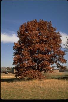 Red Oak *RED OAK: Grows to rapidly 80, 25 in 20 years.