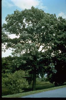 Swamp White Oak * SWAMP WHITE OAK: Grows to 70, 20 in 20 years.