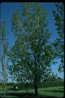 Siouxland Cottonwood SIOUXLAND COTTONWOOD: Grows to 80, 40 in 20 years.