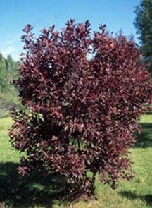 Canada Red Cherry CANADA RED CHERRY: A fast growing rounded tree 20-25 tall.