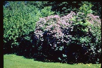 Common Lilac COMMON LILAC: Grows to 10, 10 in