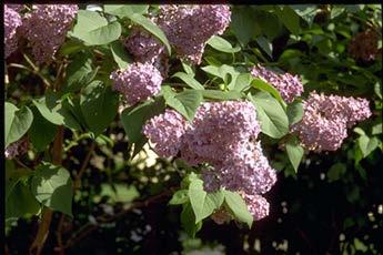 A large rounded shrub with purple flowers.