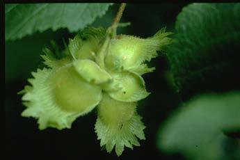 Hazelnut HAZELNUT: Grows to 10 in 10 years. A multistemmed round topped plant.