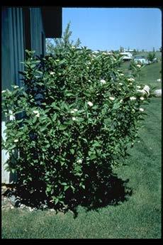 Redtwig Dogwood REDTWIG DOGWOOD: Grows to 8, 8 in 10 years. Fast growing native shrub.