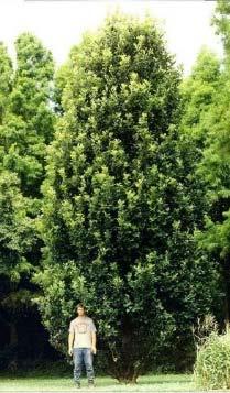 Crimschmidt Oak 15 m 5 m N/A