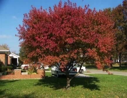 color. A vigorous tree, very tolerant of temperature extremes.