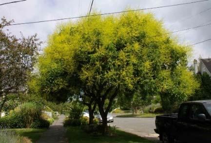 Extremely tough deciduous tree, tolerate drought, clay soil and urban