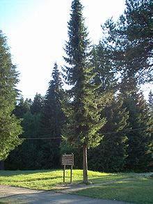 an elegant spruce with a narrow upright habit.