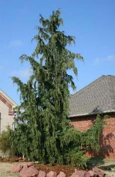 conditions. One of the most adaptable spruces in urban areas. 43.
