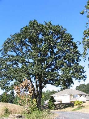 Large long-living na ve tree that prefer full sun loca on. Douglas fir has an aggressive shallow 3.