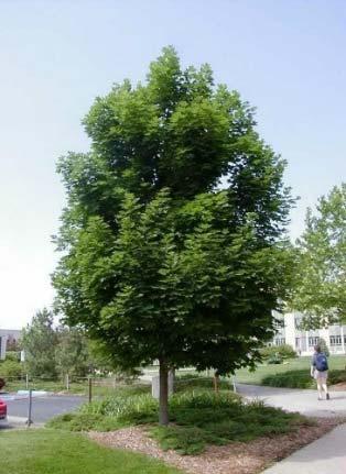10 m No N/A Vigorous, well-formed tree that can tolerate of a