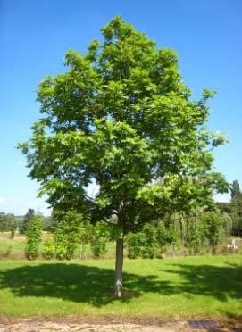 5. Acer rubrum Red Maple 12 m 8 m No N/A Large shade tree with a