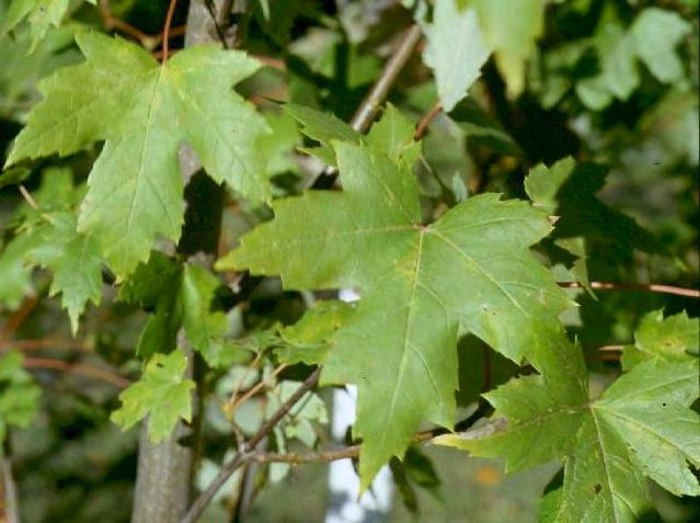 Autumn Blaze Maple Acer fremanii Height: 70-90 Width: 40-50 Fast growing silver maple, red
