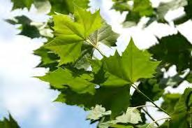 Maple like leaves provide good shade.