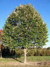tree has gray, smooth bark and
