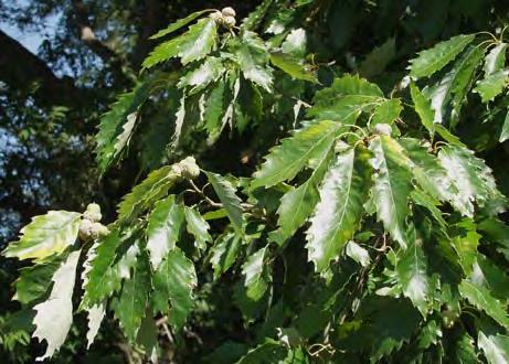 Chinkapin Oak Quercus muehlenbergii Height: