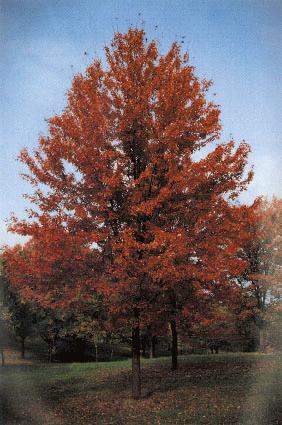 Shingle Oak Quercus imbricaria Height: