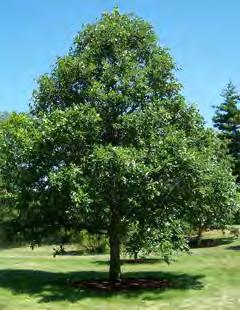 Swamp White Oak Quercus bicolor
