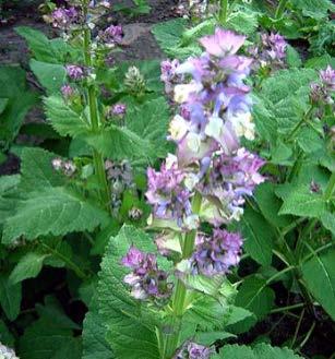 Clary sage (Salvia sclarea) 1984 First accessions of aromatic and