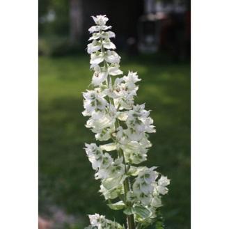 of Bassins Clary sage (Salvia sclarea) white and blue flowers,