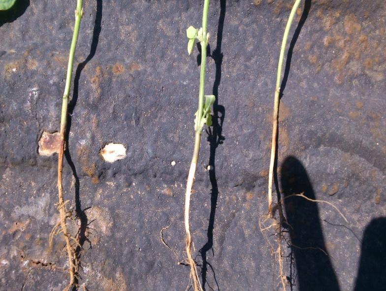 regterkantste 3 plante op foto a) met brandskadeletsels by die grondoppervlak en geen wortelknoppies nie en c)