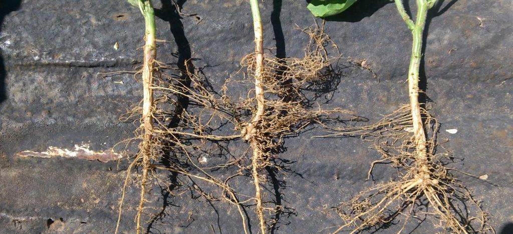 min/drought- and high temperature damage on sandy soil to soya beans a) different measures of damage to 9