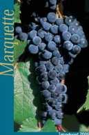 Wines have been excellent, exceeding nearly all non-v. vinifera varieties in quality ratings.
