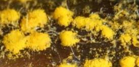 "MPI has moved quickly and initiated a restricted place notice to restrict the movement of any plants Myrtle rust has powdery yellow eruptions, like the image at the top of this page, but also