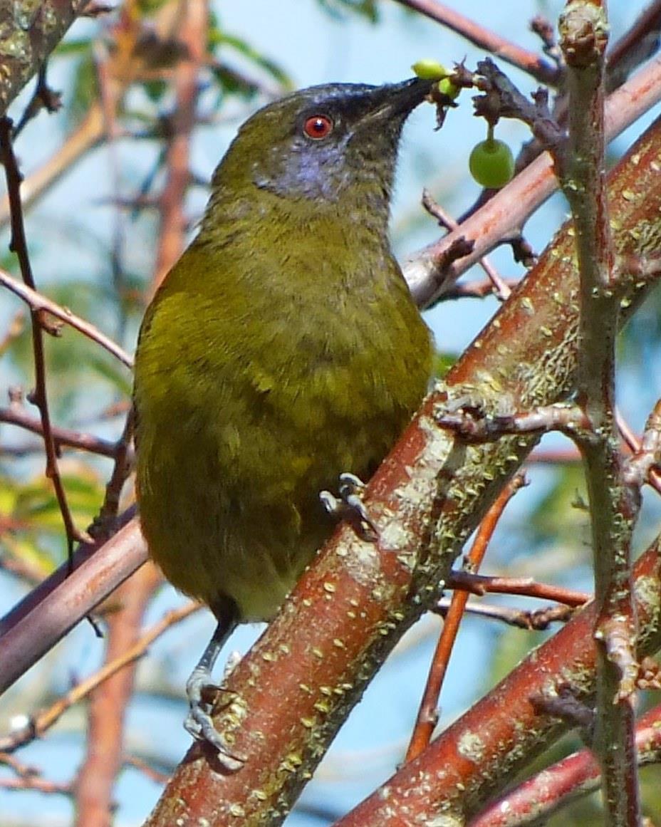 Kaka and Bellbird Over the 2015/16 summer Kiwi Coast supported NorthTec Conservation Environmental Management students and staff to develop and implement a monitoring program for bellbird / korimako