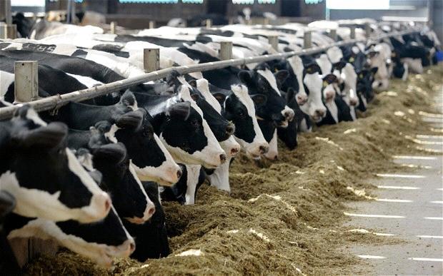 Supply Management Overview Canada incorporates a dairy supply-management system that sets production limits on Canadian farmers and sets the supply of dairy available to Canadian consumers.