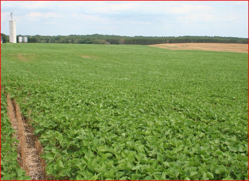 Double Crop Soybean 2011 (Matheson)