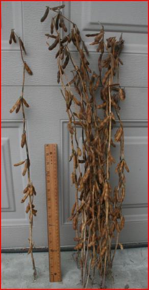 BMP for DC Soybean Production System Variety Selection Maturity X Planting Date, Taller Variety Down shift maturity approximately 0.75-2.