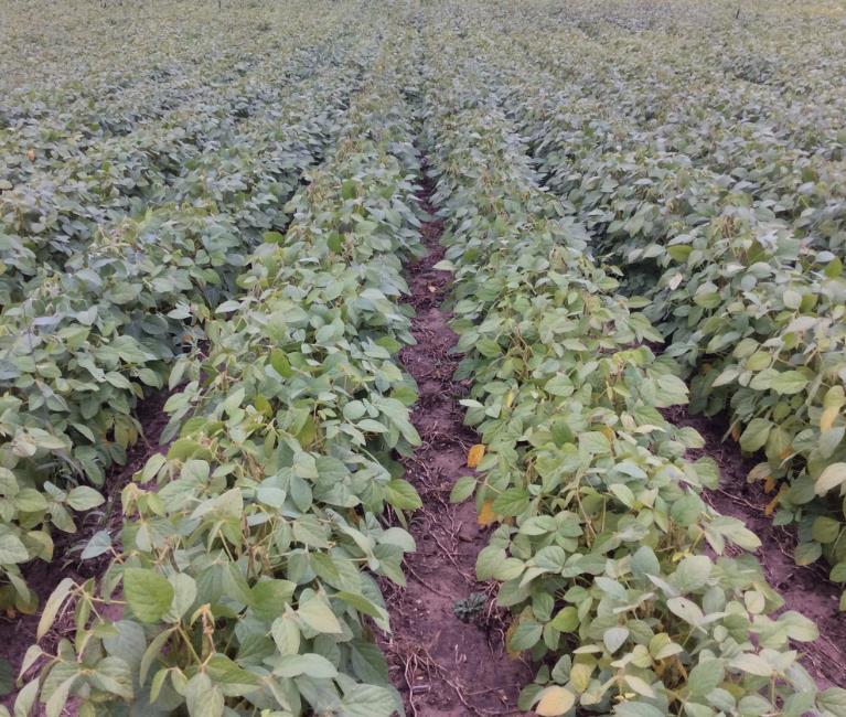 Ultra-Late Planted DC Soybeans Canopy Closure Challenge (Medium + Wide