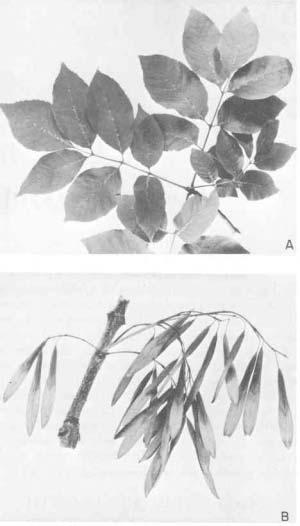 F-521572 Figure 2. Natural range of Oregon ash. for the commercial term white ash. Only black ash (Fraxinus nigra) is classified as brown ash commercially.