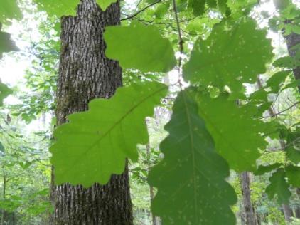 Cow Oak RARE Swamp Chestnut Oak (located approximately 25 feet off the trail) Cow oak, also commonly called Swamp Chestnut, oak is an oak tree with alternate, simple, leaves with a margin large