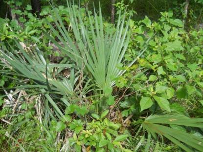 Saw Palmetto UN A hardy plant; extremely slowgrowing, and longlived, with some plants possibly being as old as 500 700 years.