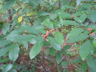 Carolina Buckthorn Indian Cherry or Yellowwood A shrub or small tree with a spreading crown of many slender branched.